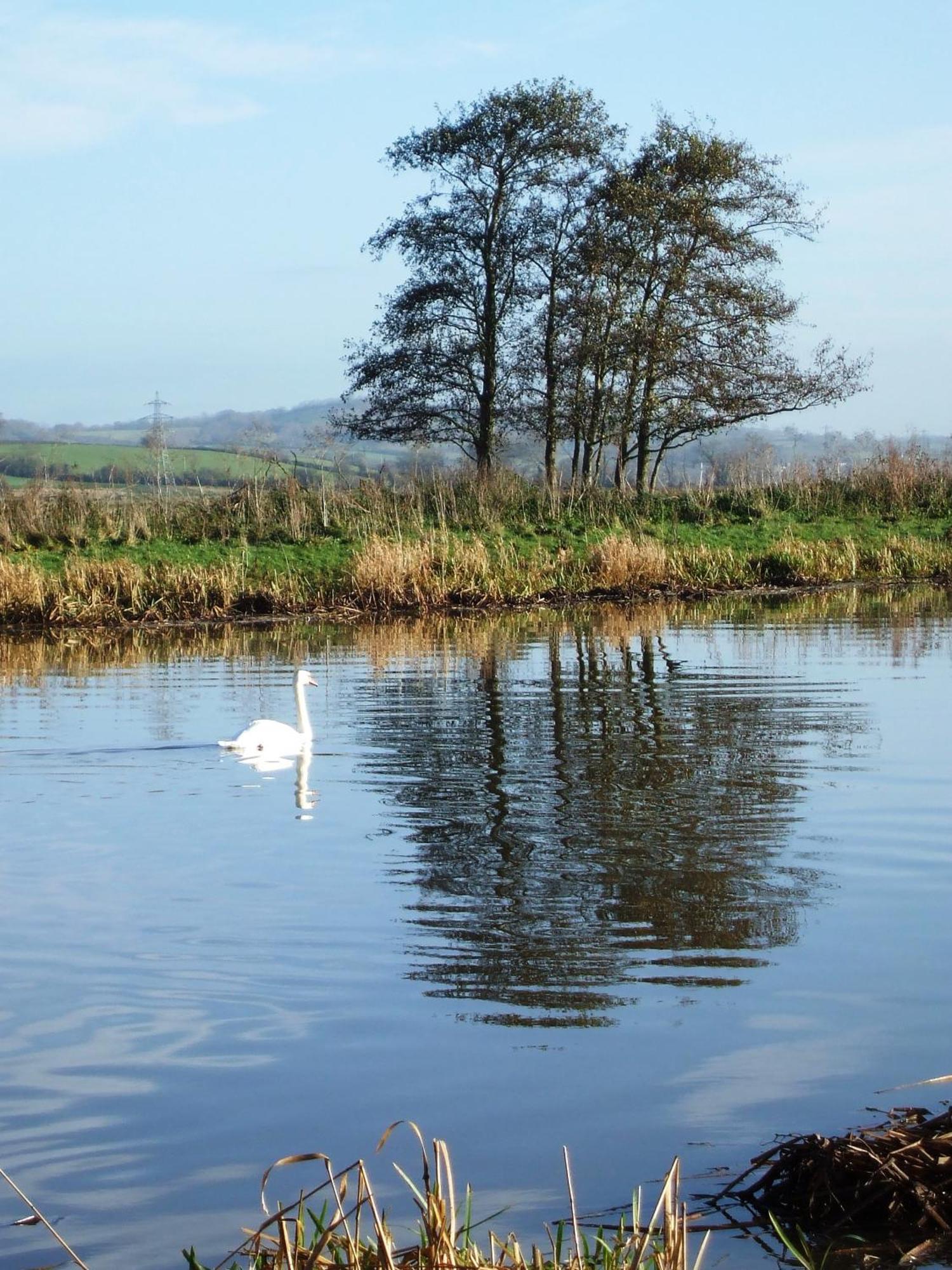 The Bower Inn Bridgwater Zewnętrze zdjęcie Swans on the River Wye